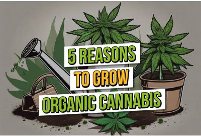 Don't Panic, Grow Organic: 5 Reasons to Grow Organic Cannabis