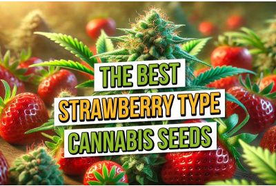  The Best Strawberry Cannabis Strains