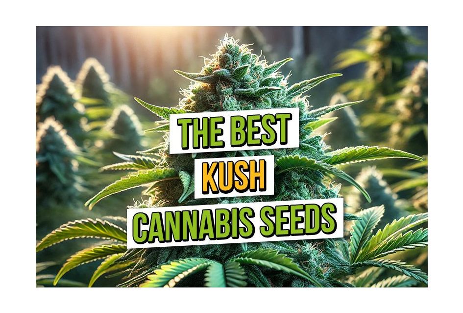 The Best Kush Cannabis Seeds