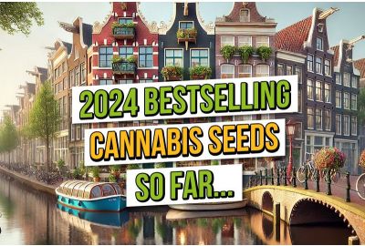 Best Selling Cannabis Seeds 2024 So Far