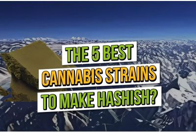 Best 5 Cannabis Strains to Make Hashish