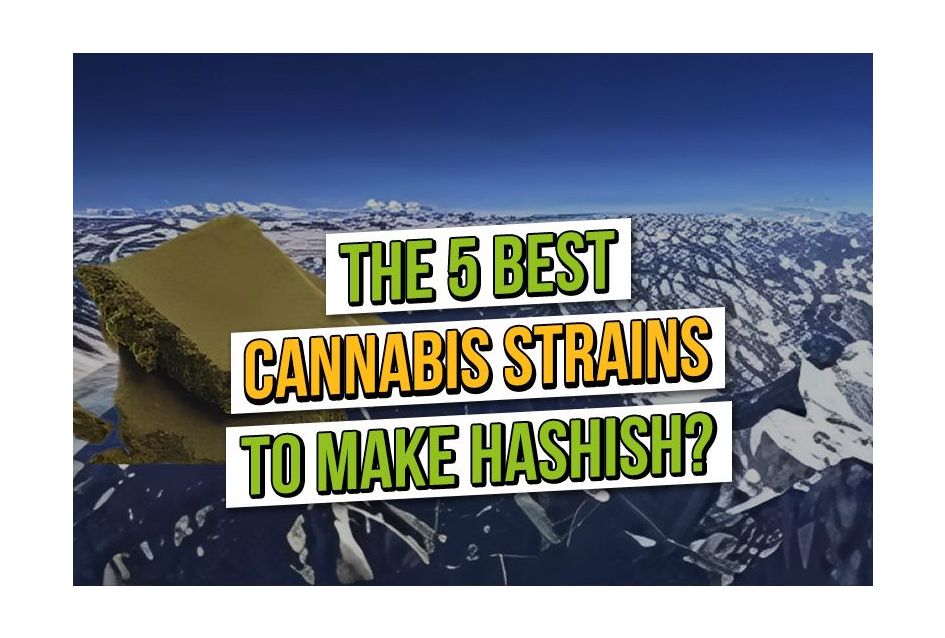 5 best cannabis seeds to make hash 