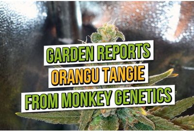 Garden Reports: Orangu Tangie