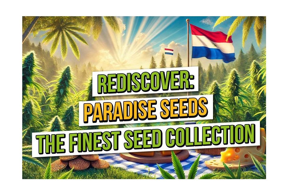 Rediscover Paradise Seeds and the Finest Seed Collection 