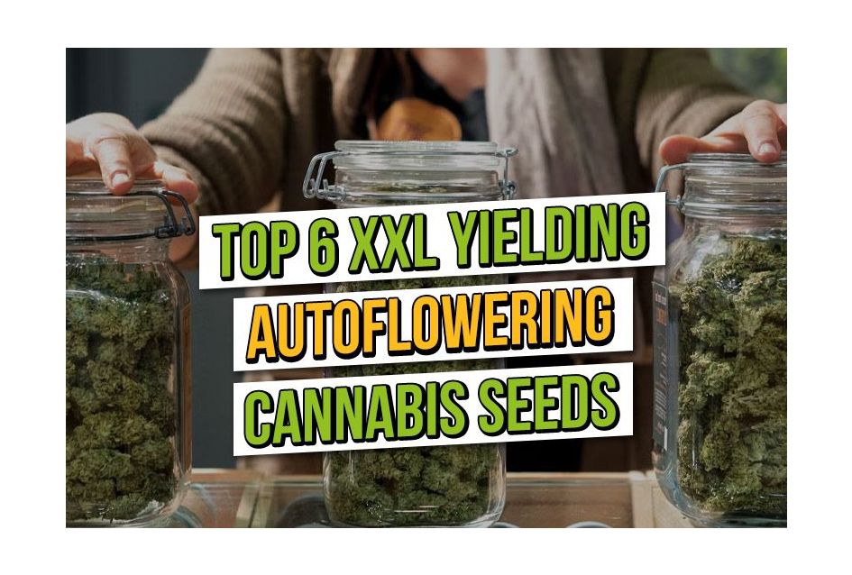 Top 6 XXL Yielding Autoflowers