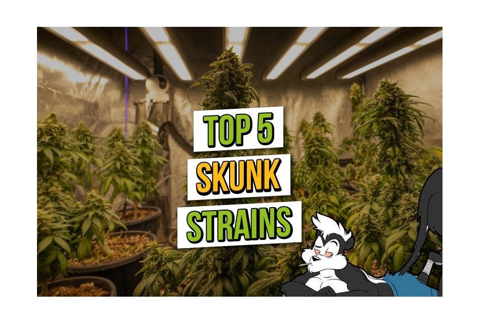 Top 5 Skunk Cannabis Strains