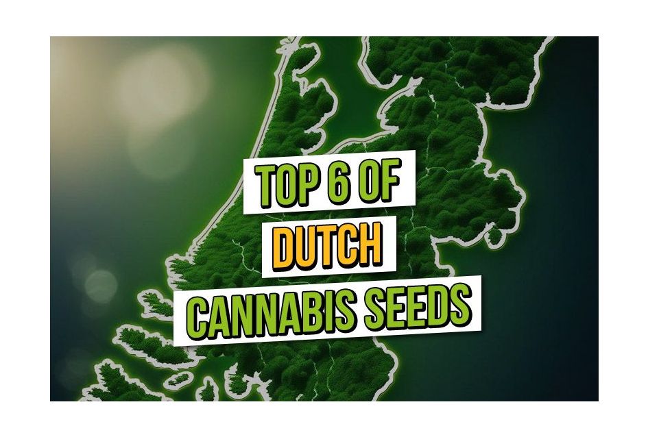 Top 6 Dutch Cannabis Seeds