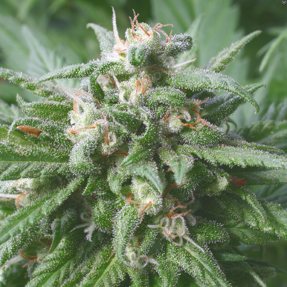 Biddy Early - Feminised - Serious Seeds - Amsterdam S..