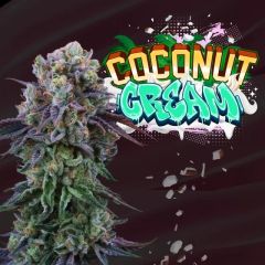 Coconut Cream - 6-pack