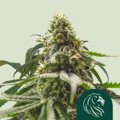green-punch-royal-queen-seeds-amsterdam-seed-center-3
