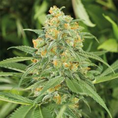 Green Crack cannabis seeds by Humboldt Seeds are a dream. Green Crack is fast-growing, fruity, and stable and derives from some of the best cannabis origins - SSSC Skunk#1 and a stunning Afghani cut. Green Crack will catch the eye. It's a 60% sativa with 