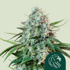 hulkberry-royal-queen-seeds-amsterdamseedcenter-1