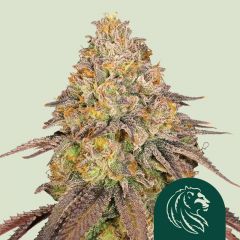 legendary-punch-royal-queen-seeds-amsterdam-seed-center