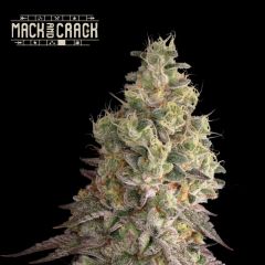 Mack & Crack Auto