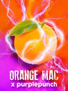 Orange MAC x Purple Punch - 5-pack