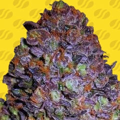 Purple Haze Auto - 5-pack