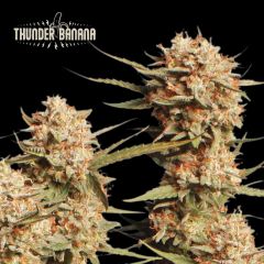 Thunder Banana Autoflower