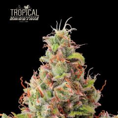 Tropical Zmoothie Auto