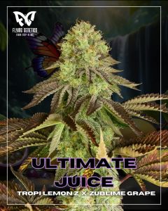 Ultimate Juice - 12-pack