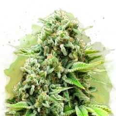 White Widow Autoflower - 5-pack