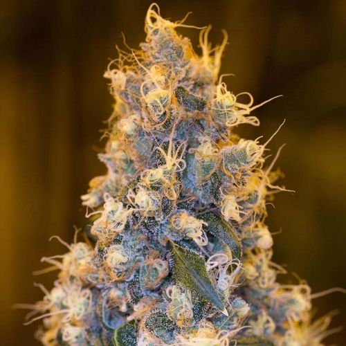 Blue Fire 5 Pack Gefeminiseerd Humboldt Seeds Cannabis Zaden Kopen