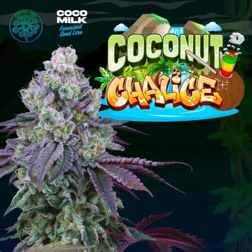 Acheter des graines de cannabis Coconut Chalice - 6-pack de Perfect Tree