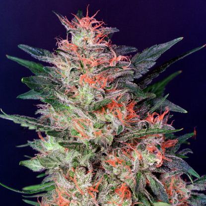 White Widow - Dutch Cannabis Seeds