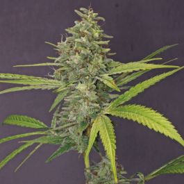 G13 Haze (Feminised) - Barney's Farm Cannabis Seeds