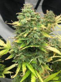 Mimosa Cake Auto - 5-pack (feminised) - Pure Instinto Seeds Cannabis Seeds