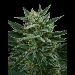 Quick One (Feminised) - Royal Queen Seeds Cannabis Seeds