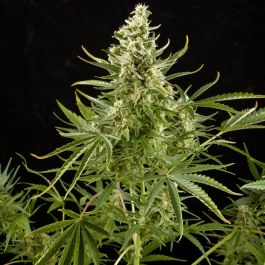 Royal Critical Automatic (Feminised) - Royal Queen Seeds Cannabis Seeds