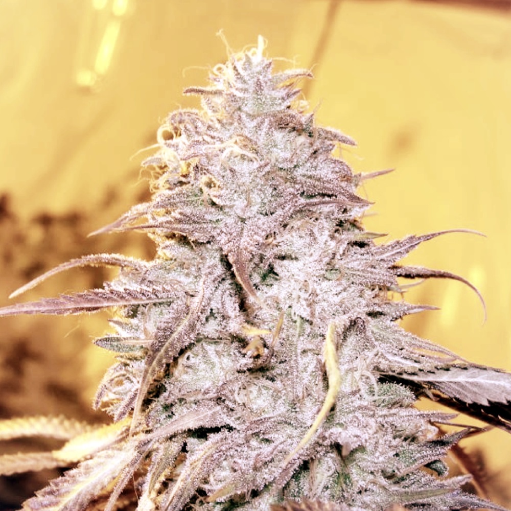 loud-dream-feminised-loud-seeds-amsterdam-seed