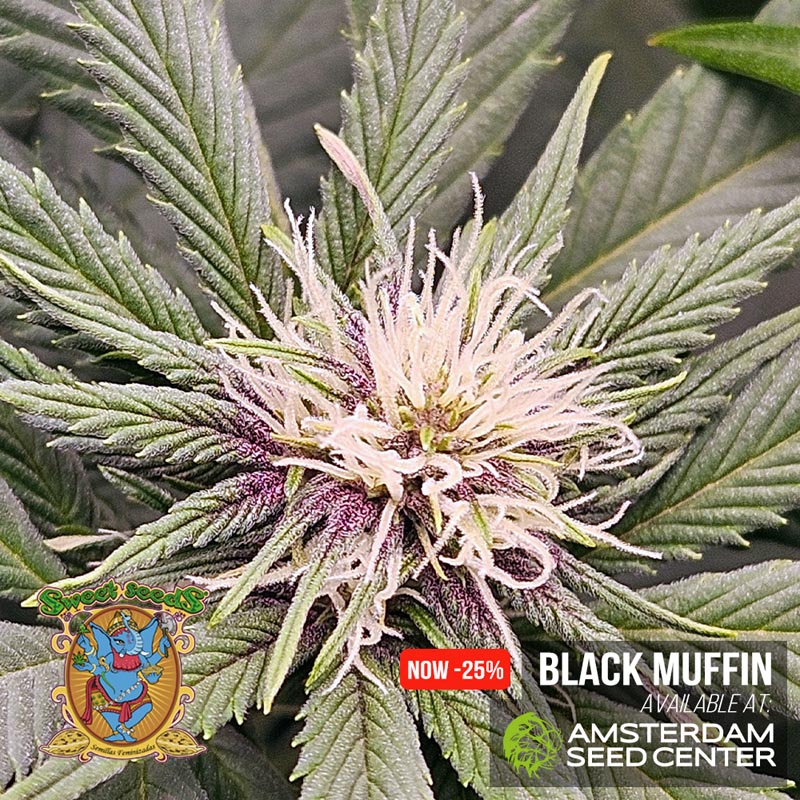 black-muffin-wk-8.2